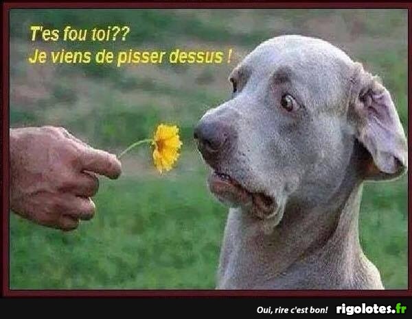 T'es fou toi?? - Blagues et les meilleures images drôles!